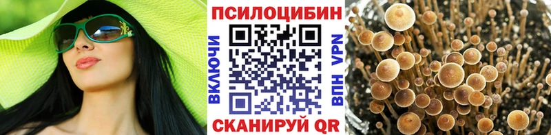 Купить где  Дятьково  Галлюциногенные грибы Cubensis 